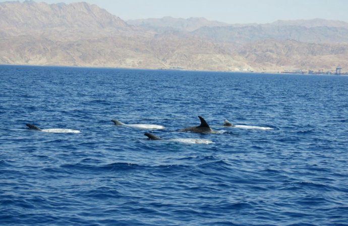 ﻿El turismo acuático israelí se extiende a los delfines