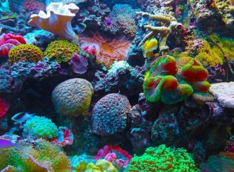 Israel se asocia con naciones árabes para proteger los arrecifes de coral del Mar Rojo