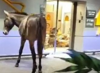 <strong>Insólito.</strong> Metieron la mula… en el aeropuerto de Israel