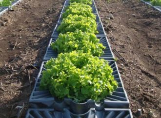 <strong>Innovación.</strong> Las 12 mejores formas en que Israel está alimentando al mundo