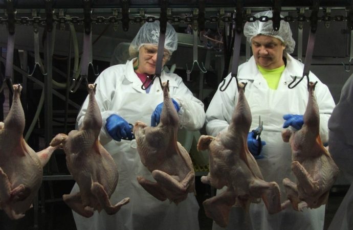 Empire Kosher cierra la planta de procesamiento de pollo por 2 semanas después de que los empleados dan positivo por el coronavirus