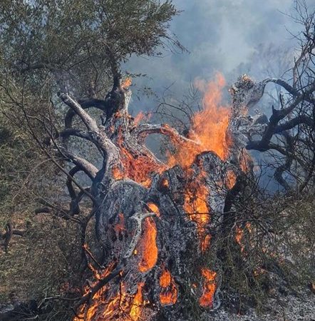 Olivo milenario arde en llamas