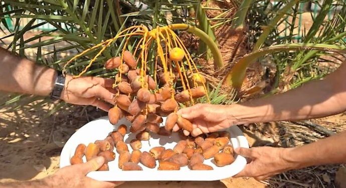 Los dátiles de hace 2.000 años que “resucitaron” en Israel y ahora se venderán al público