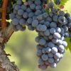 7 beneficios para la salud de las uvas