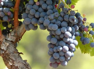 7 beneficios para la salud de las uvas