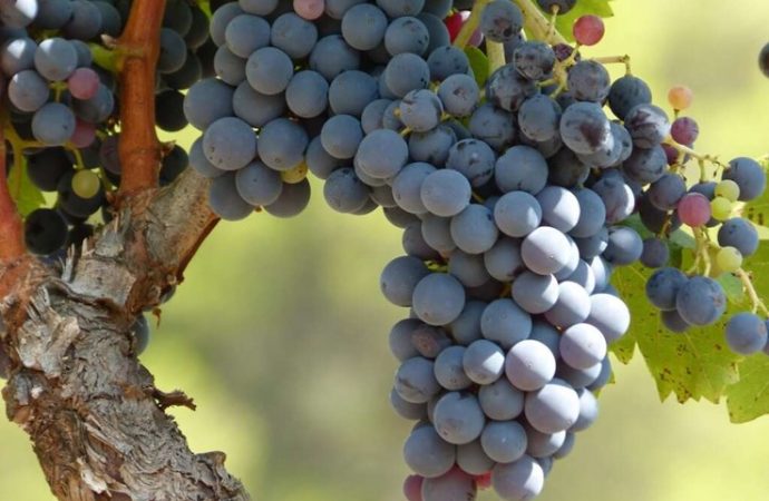 7 beneficios para la salud de las uvas