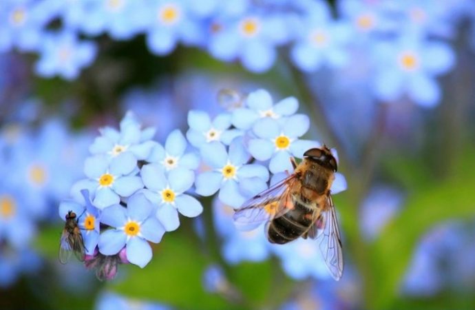 Comienza a operar industrialmente empresa israelí que produce “miel” sin abejas