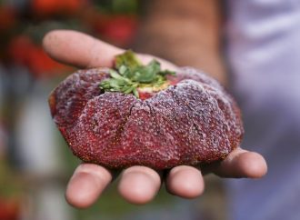 <strong>Récord Guiness.</strong> Frutilla de Israel es la más pesada registrada en el mundo