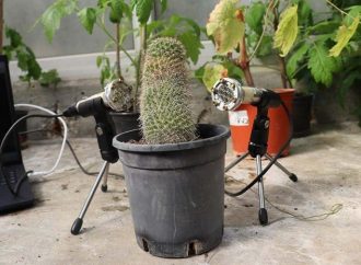 <strong>Avance mundial.</strong> Estudio de TAU revela que las plantas emiten sonidos