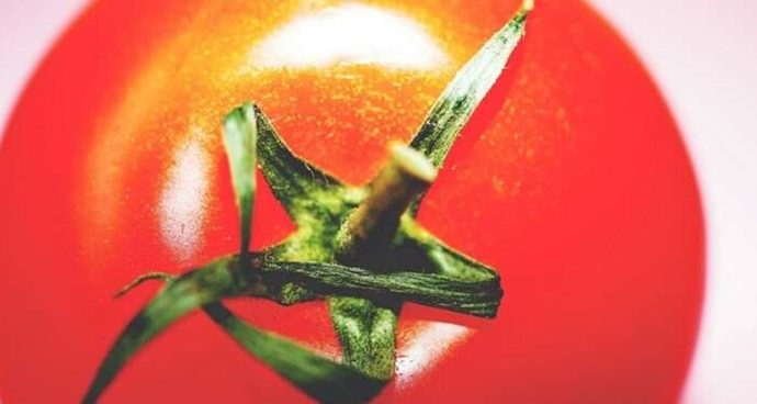 Un tomate resistente a las sequías, Made in Israel, con un toque de Perú