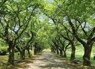 La porción diaria: Entre las noticias de Irán y la parashá de la semana