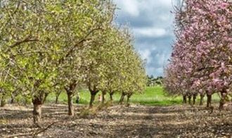 Llegando a la raíz de Tu B’Shevat