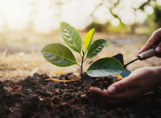 ¿Por qué celebramos la plantación de árboles?
