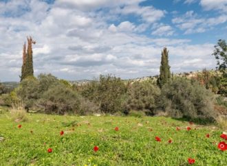 Las colinas de Jerusalem finalmente se recuperan de los devastadores incendios forestales de 2025