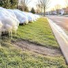 El invierno olvidado