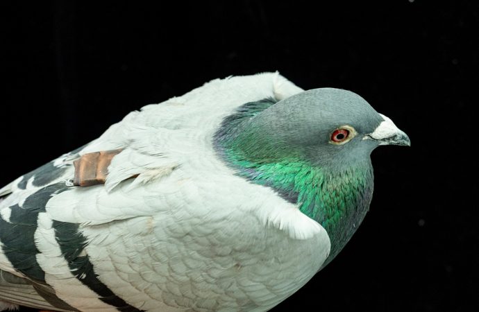 GPS del hígado: Científicos descubren una pista sorprendente sobre cómo las palomas encuentran el camino de regreso a casa