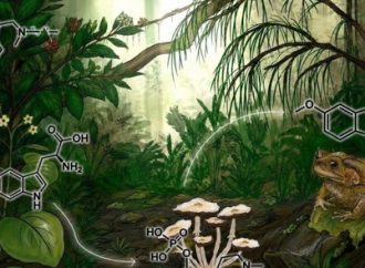 Revolución israelí en la psiquiatría: crean una súper planta que produce los cinco psicodélicos más potentes del mundo
