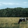 Universidad Hebrea: En Israel “convencen” a las plantas de funcionar como vacas y producir proteínas de la leche