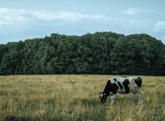 Universidad Hebrea: En Israel “convencen” a las plantas de funcionar como vacas y producir proteínas de la leche