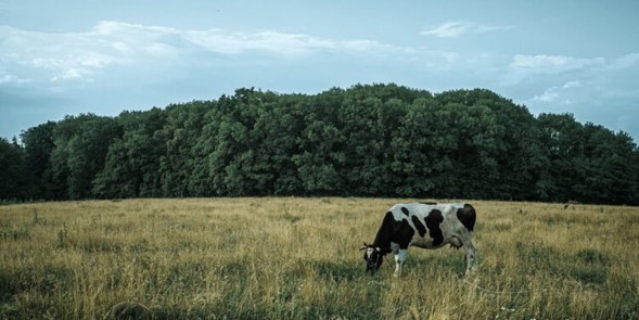 Universidad Hebrea: En Israel “convencen” a las plantas de funcionar como vacas y producir proteínas de la leche