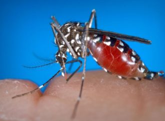 Alerta sanitaria: Se registra la primera muerte por el virus del Nilo Occidental en Israel este año